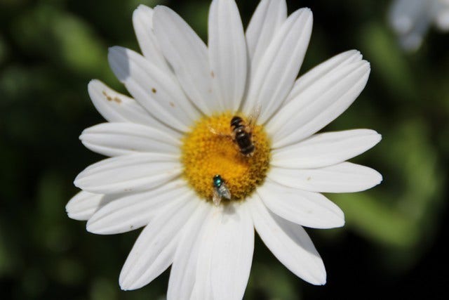  Herfstmagriet (Leucanthemum 'Becky')