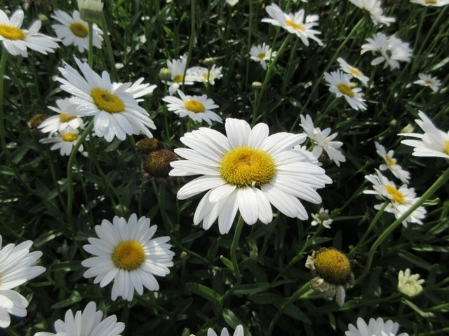  Herfstmagriet (Leucanthemum 'Becky')