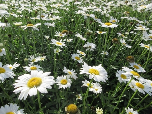  Herfstmagriet (Leucanthemum 'Becky')