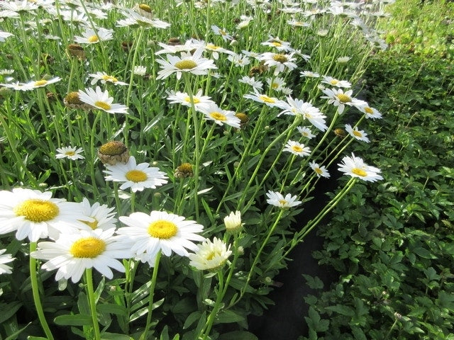  Herfstmagriet (Leucanthemum 'Becky')