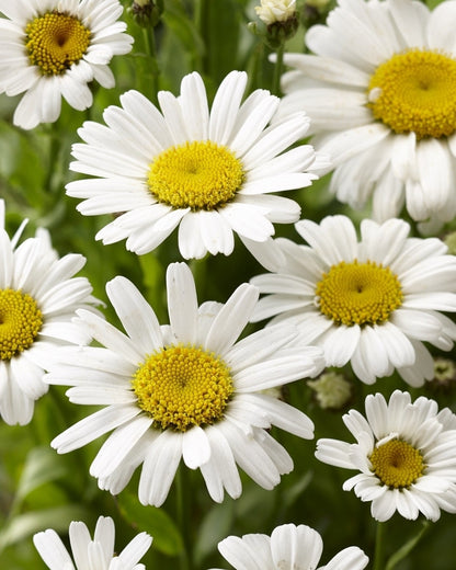  Reuzenmagriet (Leucanthemum 'Silberprinzesschen')
