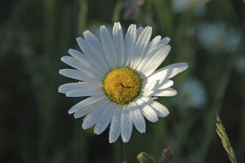  Herfstmargriet (Leucanthemum Vulgare) BIO