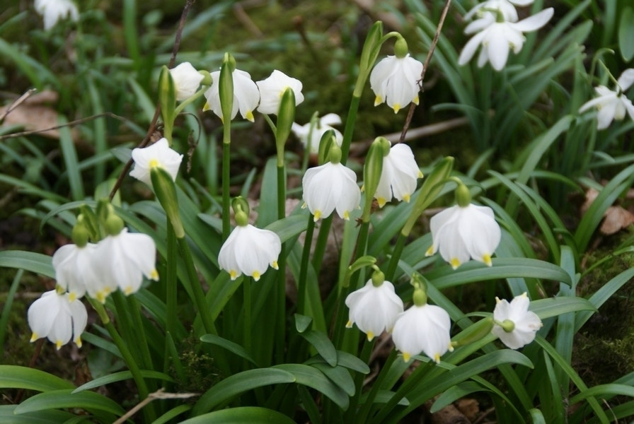  Lenteklokje (Leucojum Vernum)