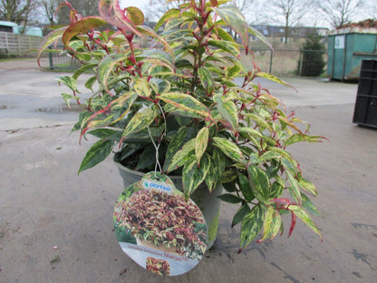  Druifheide (Leucothoe Fontanesiana ‘Makijaz')