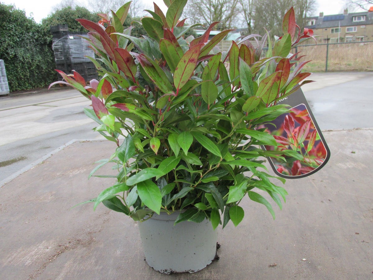  Druifheide (Leucothoe 'Zeblid')