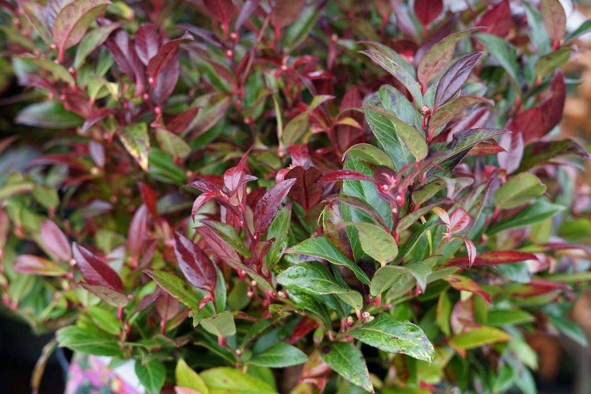  Druifheide (Leucothoe 'Zeblid')