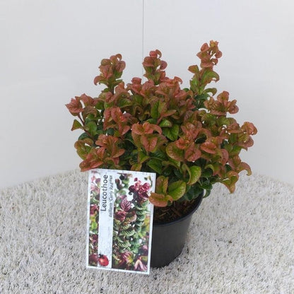  Druifheide (Leucothoe Axillaris ' Curly Red')