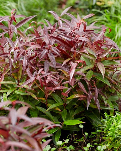  Druifheide (Leucothoe Keiskei 'Burning Love')