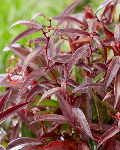  Druifheide (Leucothoe Keiskei 'Burning Love')