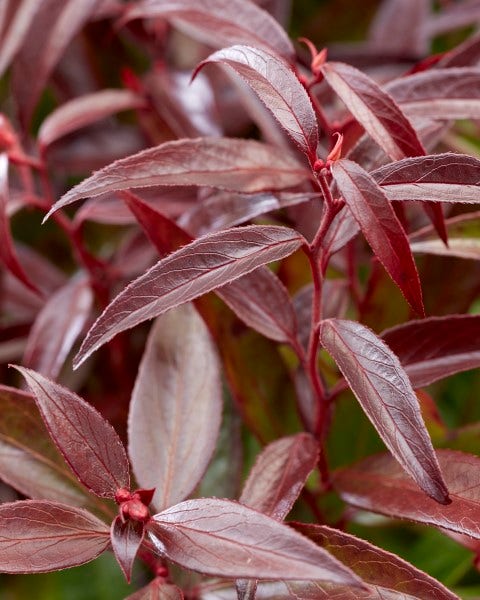  Druifheide (Leucothoe Keiskei 'Burning Love')