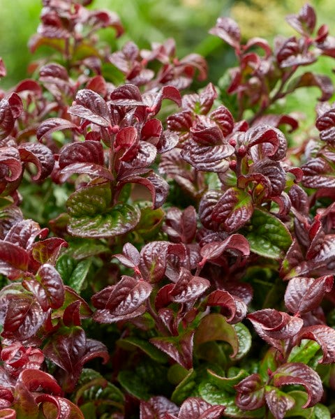  Druifheide (Leucothoe Axillaris ' Curly Red')