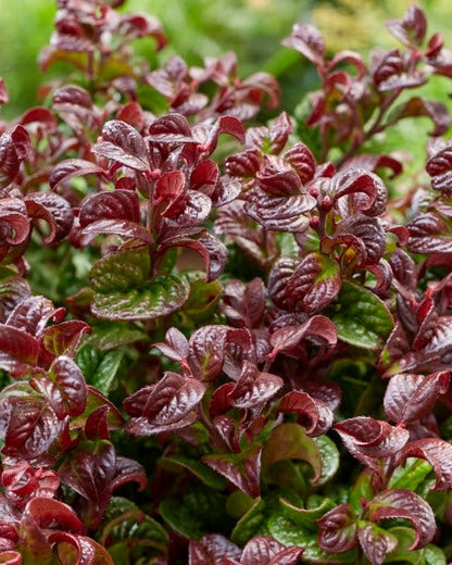 Druifheide (Leucothoe Axillaris ' Curly Red')