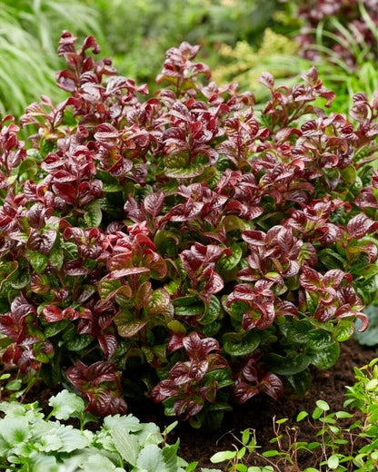  Druifheide (Leucothoe Axillaris ' Curly Red')