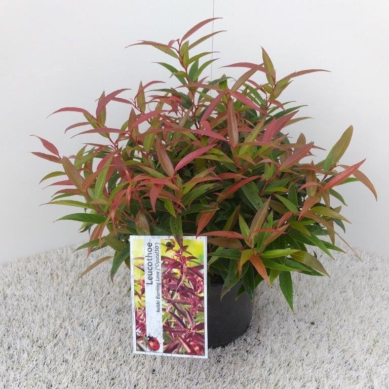  Druifheide (Leucothoe Keiskei 'Burning Love')