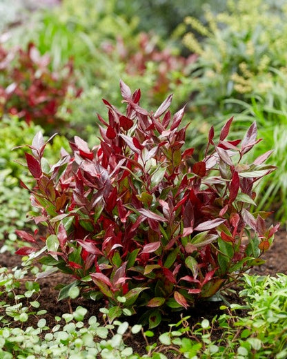  Druifheide (Leucothoe Fontanesiana 'Little Flames')