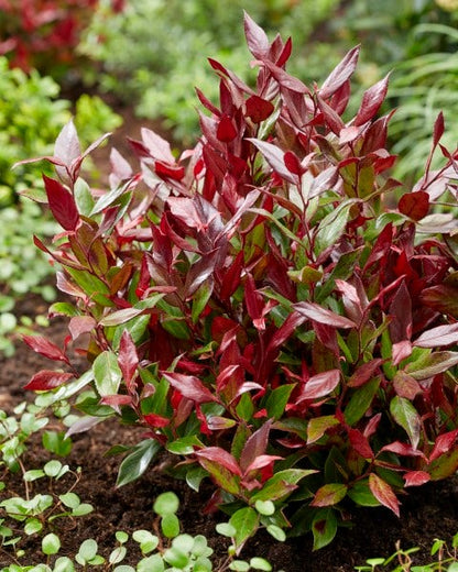  Druifheide (Leucothoe Fontanesiana 'Little Flames')