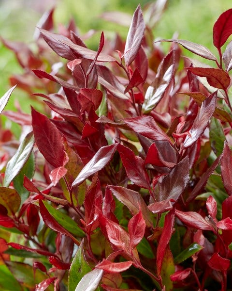  Druifheide (Leucothoe Fontanesiana 'Little Flames')