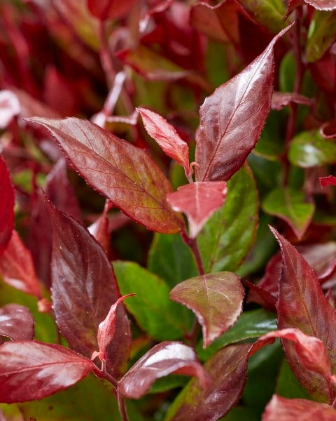  Druifheide (Leucothoe Fontanesiana 'Little Flames')