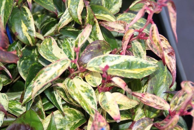  Druifheide (Leucothoe Fontanesiana ‘Makijaz')
