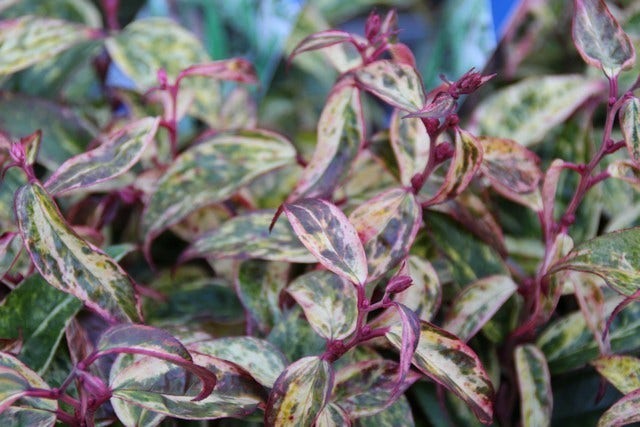  Druifheide (Leucothoe Fontanesiana ‘Makijaz')