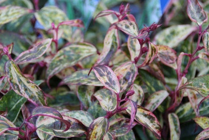  Druifheide (Leucothoe Fontanesiana ‘Makijaz')