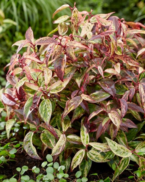  Druifheide (Leucothoe Fontanesiana ‘Makijaz')