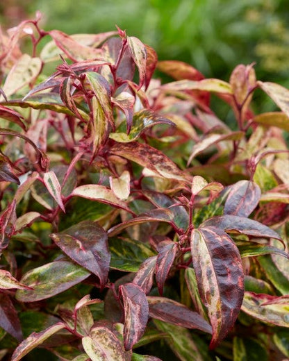  Druifheide (Leucothoe Fontanesiana ‘Makijaz')