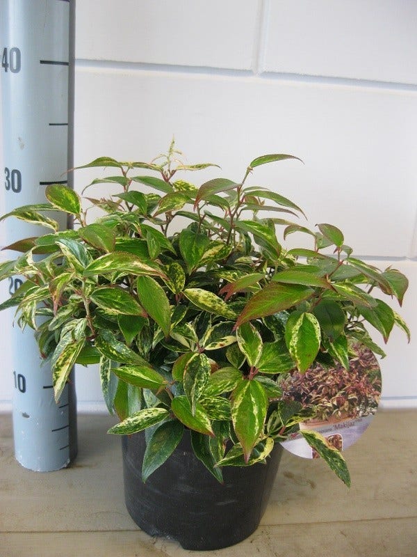  Druifheide (Leucothoe Fontanesiana ‘Makijaz')