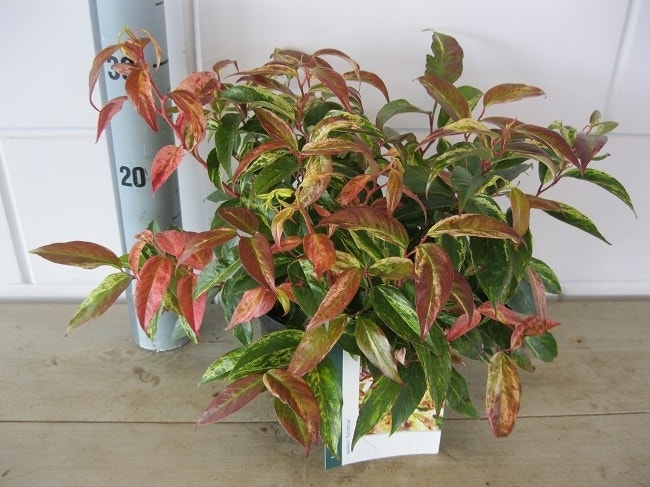  Druifheide (Leucothoe Fontanesiana 'Rainbow')