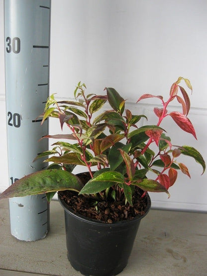  Druifheide (Leucothoe Fontanesiana ‘Makijaz')