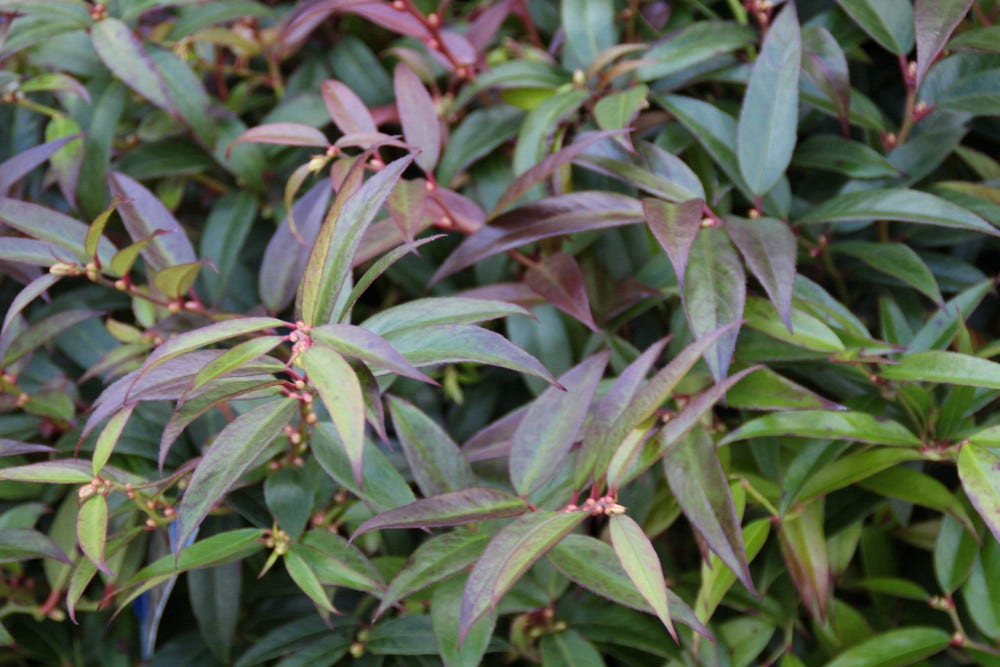  Druifheide (Leucothoe Keiskei 'Royal Ruby')