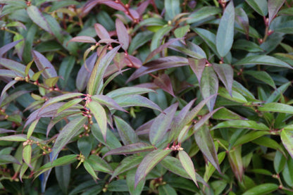  Druifheide (Leucothoe Keiskei 'Royal Ruby')
