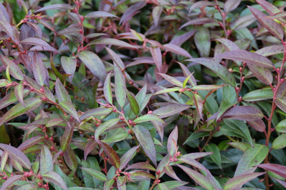  Druifheide (Leucothoe Keiskei 'Royal Ruby')