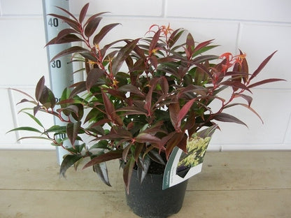 Druifheide (Leucothoe Keiskei 'Royal Ruby')
