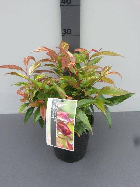 Druifheide (Leucothoe Fontanesiana 'Rainbow')