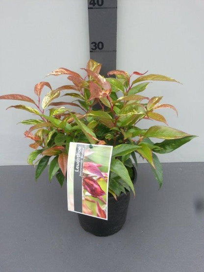  Druifheide (Leucothoe Fontanesiana 'Rainbow')
