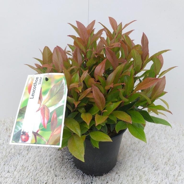  Druifheide (Leucothoe 'Zeblid')