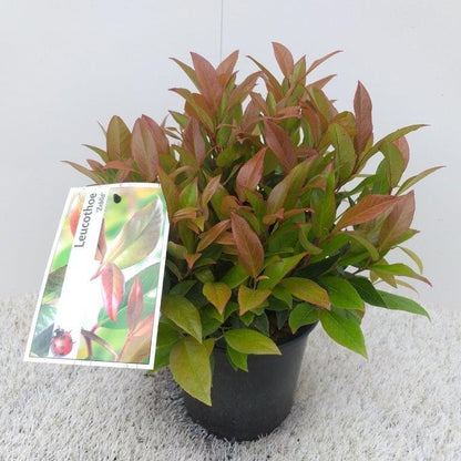  Druifheide (Leucothoe 'Zeblid')