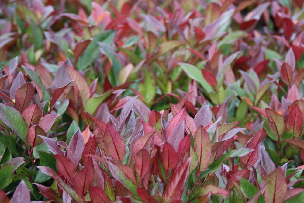  Druifheide (Leucothoe 'Zeblid')