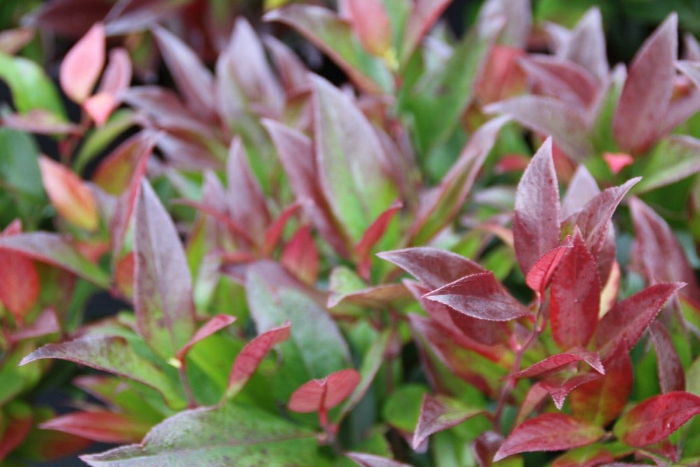  Druifheide (Leucothoe 'Zeblid')