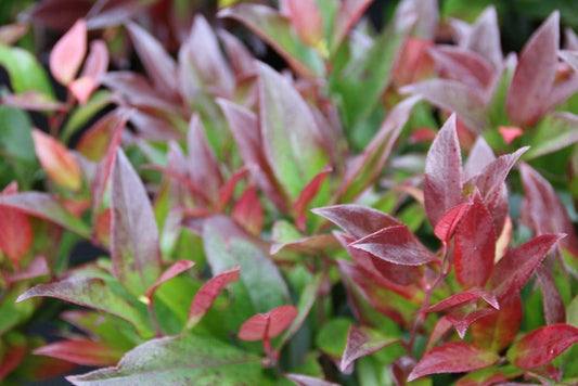  Druifheide (Leucothoe 'Zeblid')