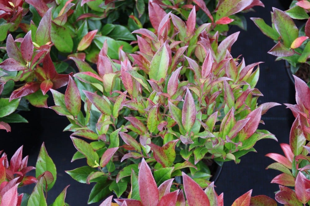  Druifheide (Leucothoe 'Zeblid')