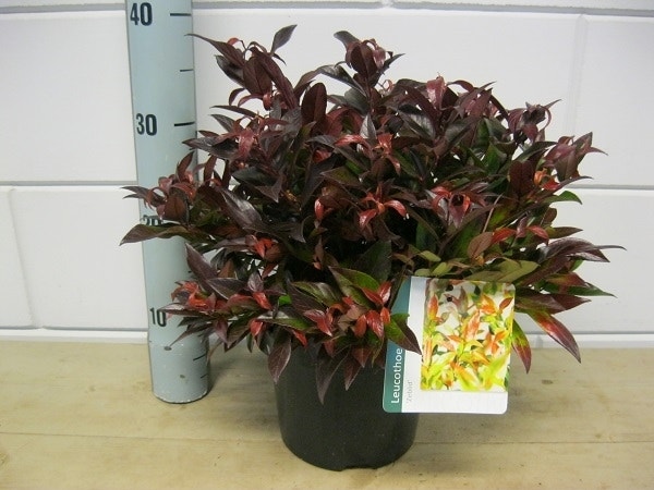  Druifheide (Leucothoe 'Zeblid')