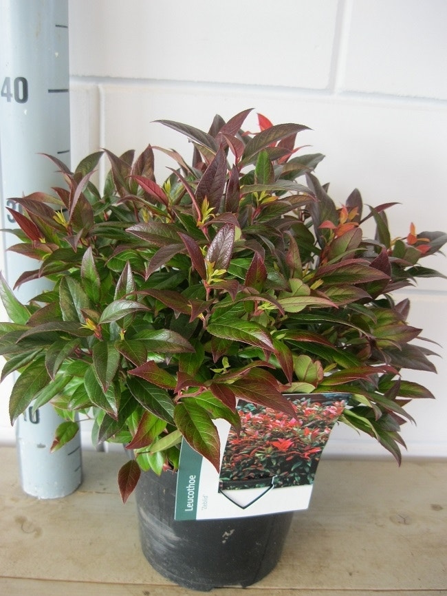  Druifheide (Leucothoe 'Zeblid')