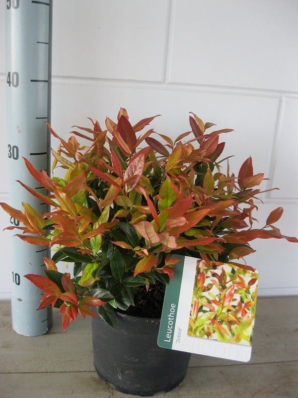  Druifheide (Leucothoe 'Zeblid')