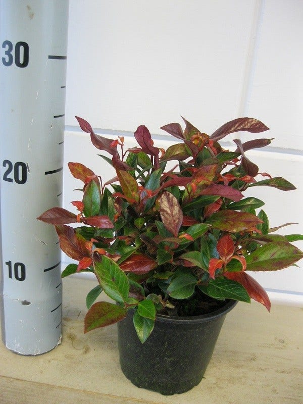  Druifheide (Leucothoe 'Zeblid')