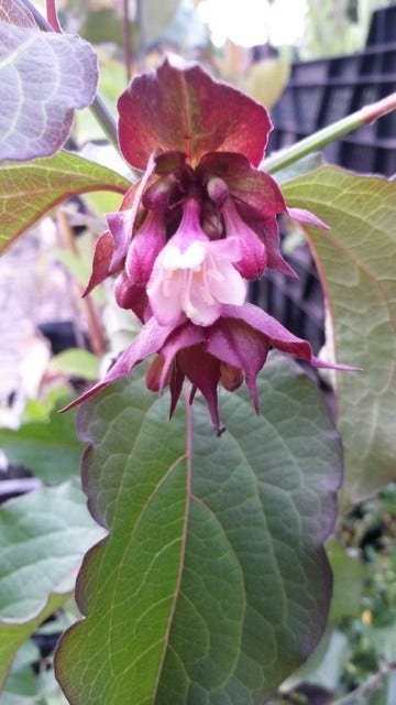  Fazantenbes (Leycesteria Formosa 'Purple Rain')