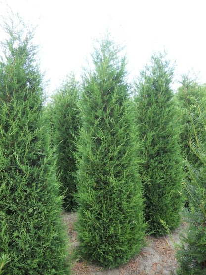  Snelgroeiende Haagconifeer (Cupressocyparis Leylandii)