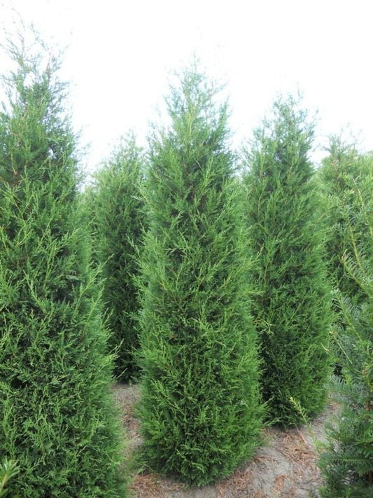  Snelgroeiende Haagconifeer (Cupressocyparis Leylandii)