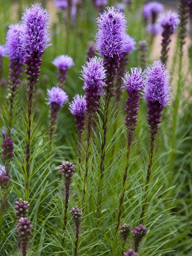  Liatris (Liatris Spicata) - Bloembol
